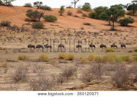 A Herd Of Blue Wildebeests (connochaetes Taurinus) Calmly Walking In Dry Grass And Red Kalahari Dese
