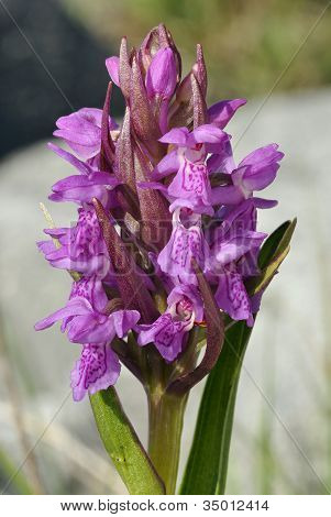 schmale GoldblÃ¤ttrige Sumpf Orchidee