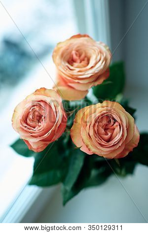 Beautiful Bouquet Of Peach-colored Roses Close-up At The Window