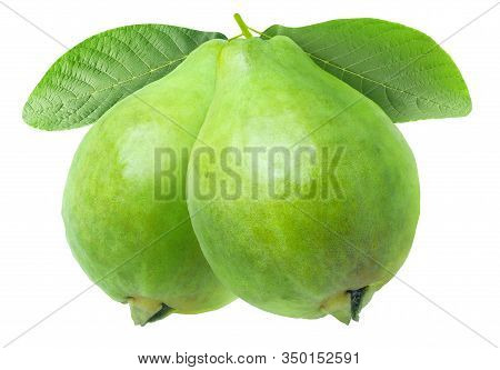Isolated Guava Fruits. Two Green Guavas On A Tree Branch Isolated On White Background With Clipping 
