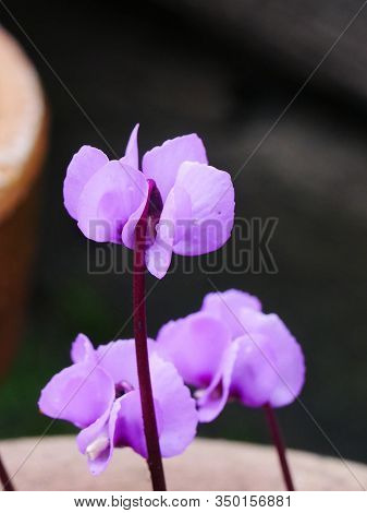 Close Up Of A Pale Pink Cyclamen Coum Flower On A Purple Stem With Others Behind
