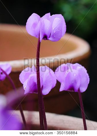 Close Up Of A Pale Pink Cyclamen Coum Flower On A Purple Stem With Others Behind And Terracotta Flow