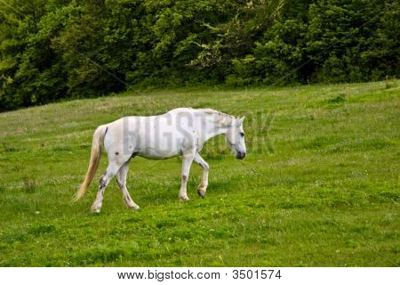 Paard