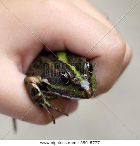 Žába