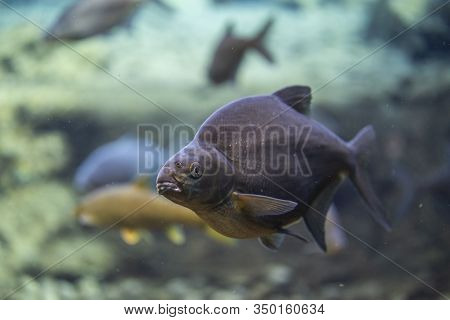 Rutilus Meidingeri Underwater, Perlfish Swimming Underwater In The Zoo