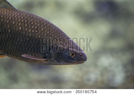 Rutilus Meidingeri Underwater, Perlfish Swimming Underwater In The Zoo
