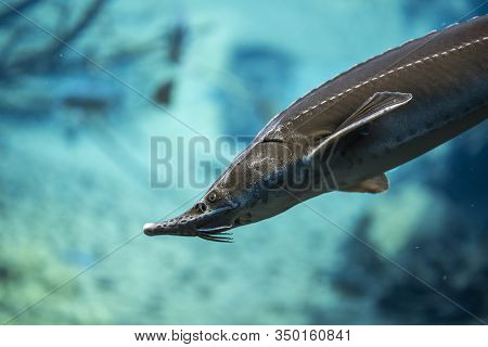 Rutilus Meidingeri Underwater, Perlfish Swimming Underwater In The Zoo