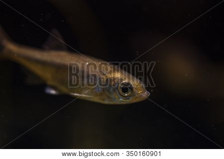 Rutilus Meidingeri Underwater, Perlfish Swimming Underwater In The Zoo