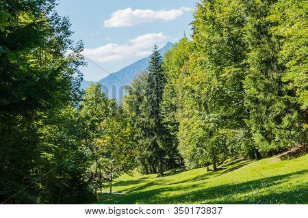 Meadow And Trees In Springtime Alps Germany