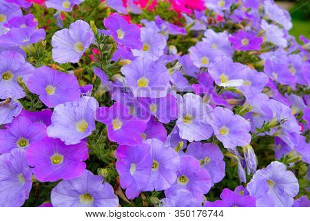 Flower Bed With Petunia Purple Flowers. Colourful Violet Petunia Flower. Close Up Of Petunia Flowers
