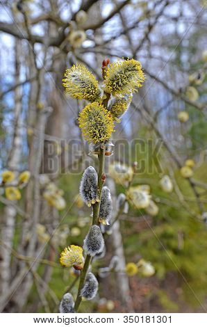 Osier Willow Puddle Bud Burgeon Gemma Buttons On Bush Tree Branch Closeup In Warm Spring Sunny Day L