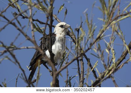 White Headed Buffalo-weaver Sitting In The Crown Of A Tree In The Bush Savannah