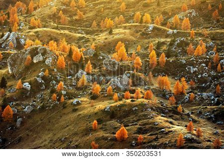 Autumn sunrise scenery with yellow larches in Alpe di Siusi (Seiser Alm) Dolomites, Italy, Europe