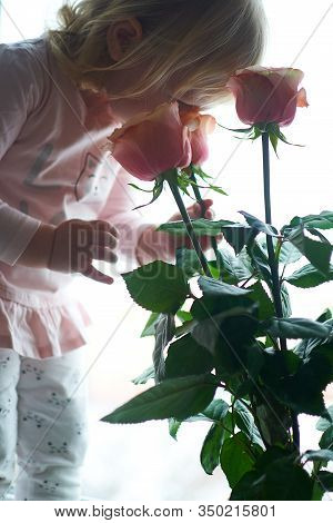 A Little Girl Looks At And Sniffs Peach-colored Roses