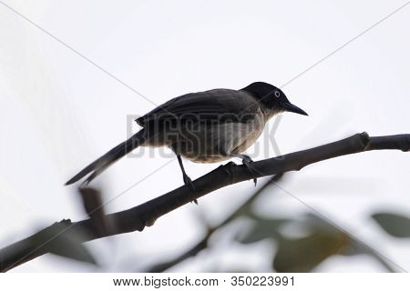 A Blackcap Babbler, Turdoides Reinwardtii, Om A Branch In Gamibia