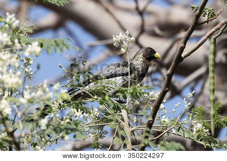 A Western Plantain-eater, Crinifer Piscator, In A Tree In Gambia.