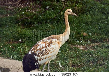 Wild Bird. Sandhill Crane Stands In The Water And Looks At The Photographer