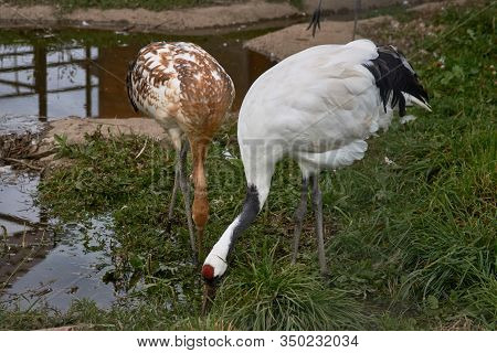 Wild Birds. Crane And Heron Stand In The Water And Eat. Close-up