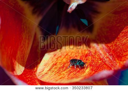 Beautiful Bright Red Tulips In The Photo With A Blurred Background And Soft Focus Trick For Greeting