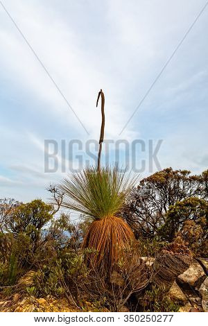 One Side Of A Double Header Grass Tree With Flower Spike