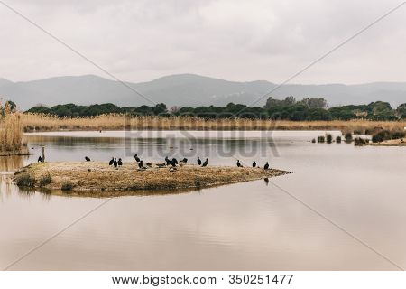 Group Of Cormorants  In A Llobregat Delta, Barcelona, Spain