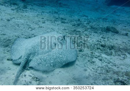 Porcupine Stingray On A Sandy Sea Floor. Underwater Photography. (urogymnus Asperrimus)