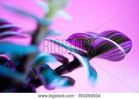 Colored Home Plant With Green-pink Leaves In A White Pot On Pink Background