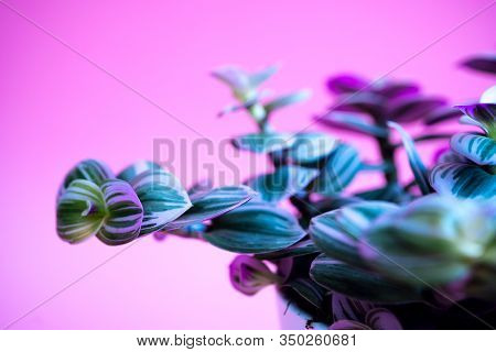 Colored Home Plant With Green-pink Leaves In A White Pot On Pink Background