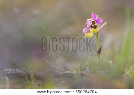 Ophrys Tenthredinifera