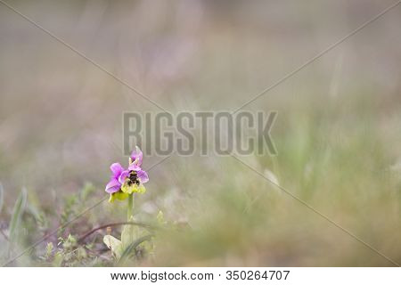 Ophrys Tenthredinifera