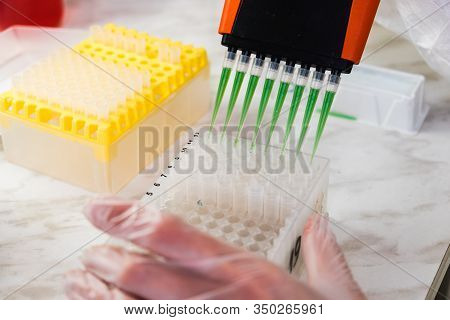 A Scientist Uses A Multi-pipette For Research In The Laboratory. Working With Chemicals. Scientific 