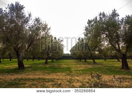The Surroundings Of The Town Of Sant Mateu