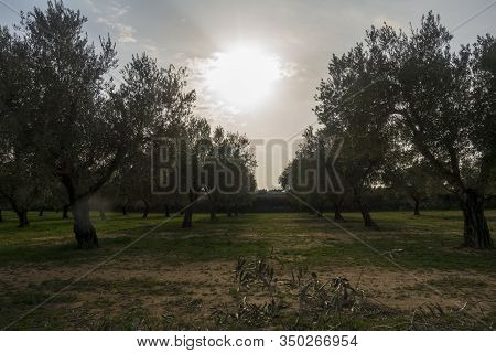 The Surroundings Of The Town Of Sant Mateu