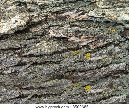 Background With The Texture Of The Trunk Of An Olive Tree