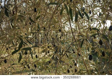 The Green Branches Of An Olive Tree In Sant Mateu