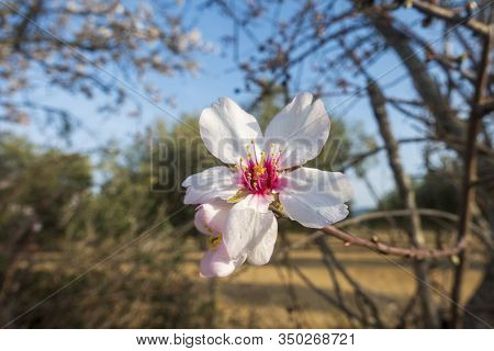 The Leaves Of An Almond Tree In Spring