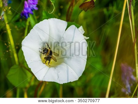 Closeup Of A Bee Pollinating A Heavenly Trumpet Flower, Insect Behavior, Nature Background