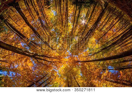 Beautiful View Of A Forest With Trees And Foliage Autumn Leaves, Sfanta Ana, ‎harghita County, Roman