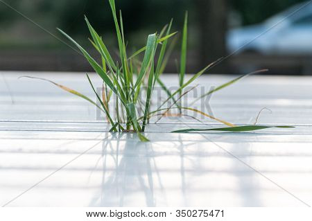Soil-less Cereal Growth In Sheet Metal In The Exterior