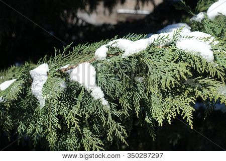 Glaucous Green Foliage Of Port Orford Cedar Covered With Snow In Winter