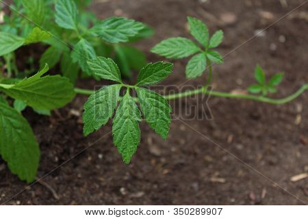 Jiaogulan In The Ground In The Garden