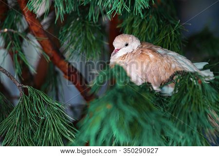 A White Feathered Bird Sits On A Spruce Branch. Copy Space.