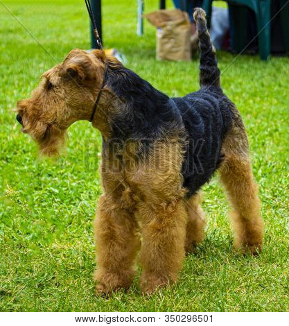 Airedale Terrier Dog. Airedale Terrier Pet Animal