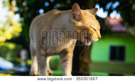 An Ginger Stripes Stray Cat Laying Down On The Car Hood With Morning Sunlight Rays On The Background