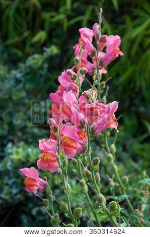 Pink Penstemon Flowers Know Also As Beardtongue. Pretty Garden Plant In This Nature Photo Of This Fl