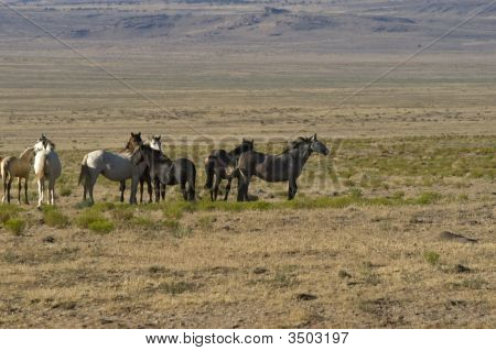 Cavalos selvagens