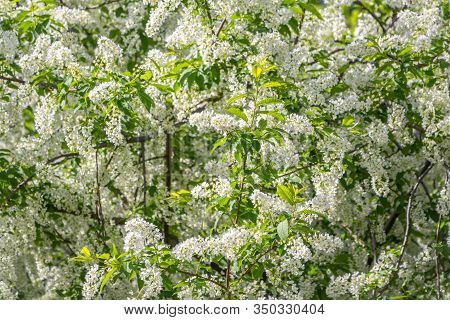 White Flowers Blooming Bird Cherry. Bird Cherry Tree In Blossom. Close-up Of A Flowering Prunus Padu