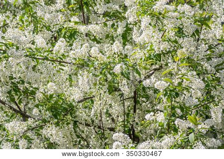 White Flowers Blooming Bird Cherry. Bird Cherry Tree In Blossom. Close-up Of A Flowering Prunus Padu