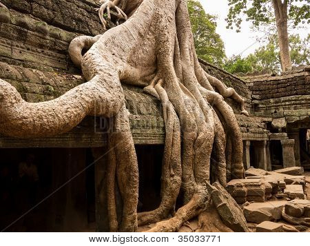 Ta Prohm Tempel in Angkor Thom Kambodscha