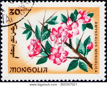 Saint Petersburg, Russia - February 06, 2020: Postage Stamp Issued In Mongolia With The Image Of Alm
